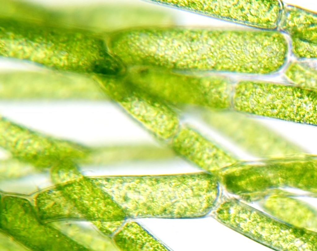 Algae under microscopic view with visible cells. Bright field illumination.